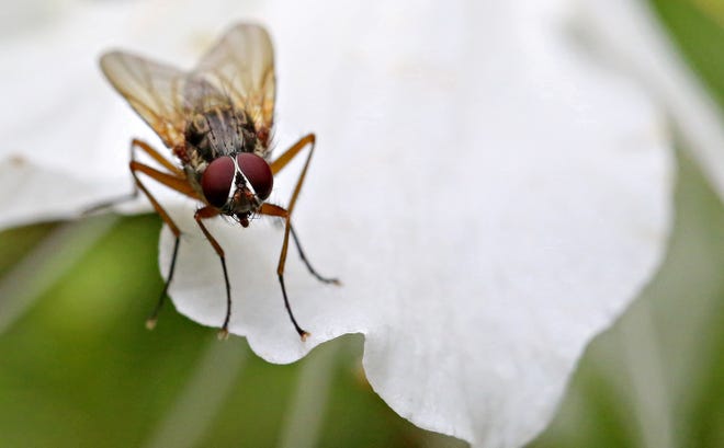 A fly rests on a blossom following rains showers in Springettsbury Township, Thursday, April 27, 2023. Dawn J. Sagert photo